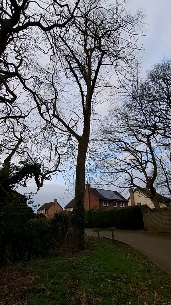 photo de l'arbre