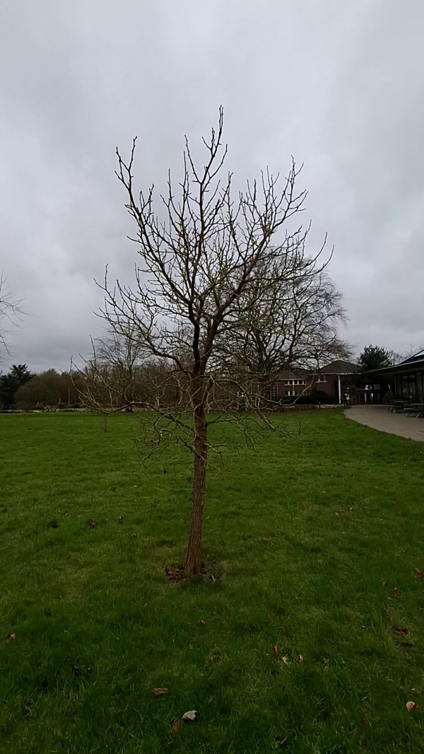 photo de l'arbre