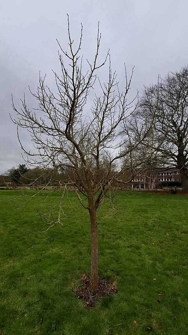 photo de l'arbre