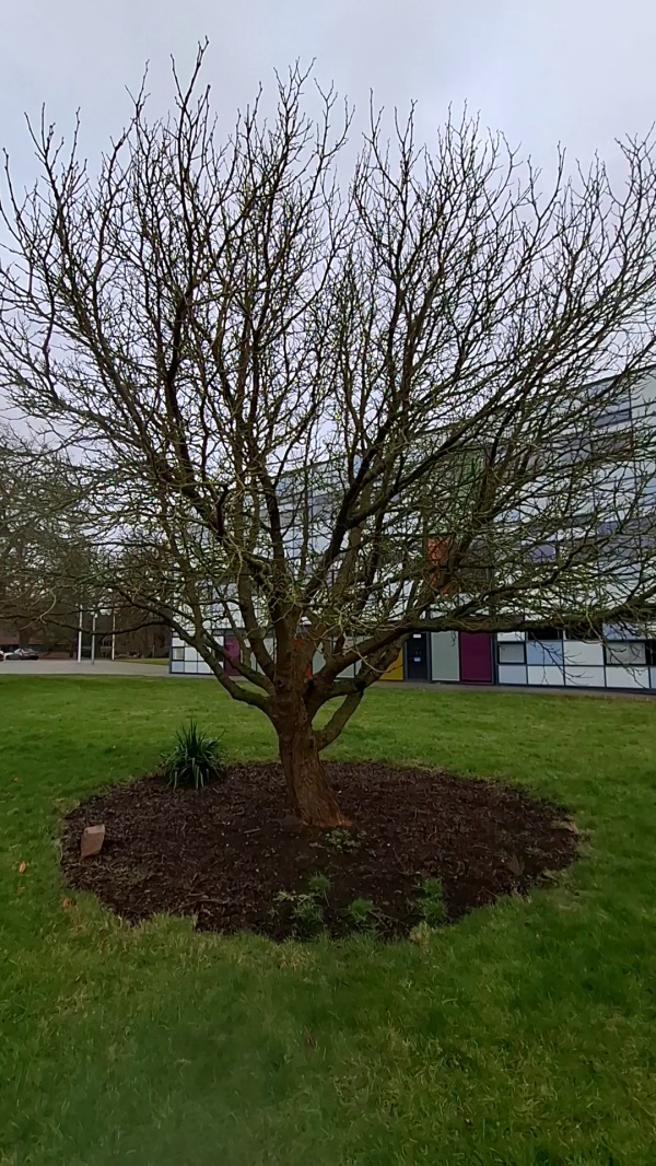 photo de l'arbre