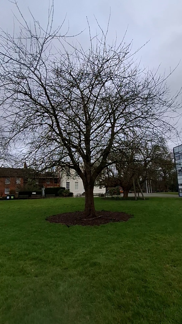 photo de l'arbre