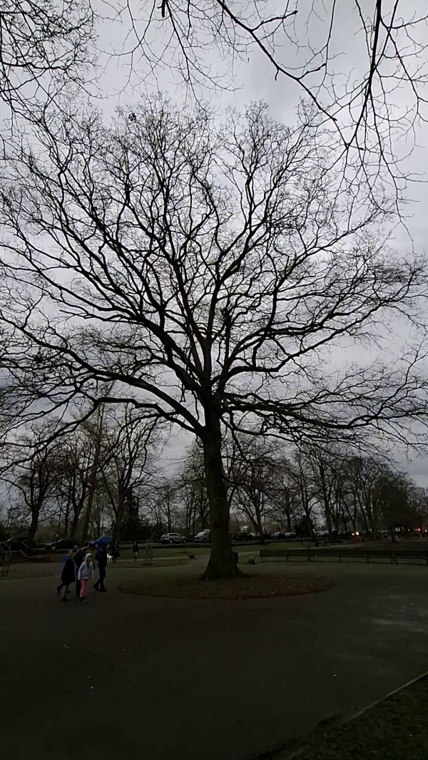 photo de l'arbre