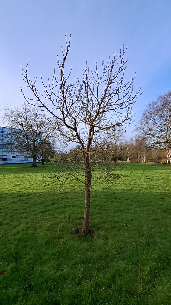 photo de l'arbre