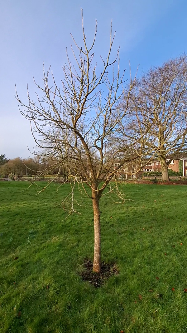 photo de l'arbre