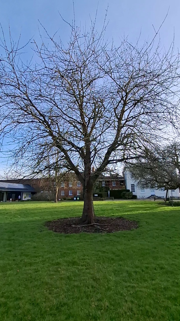 photo de l'arbre