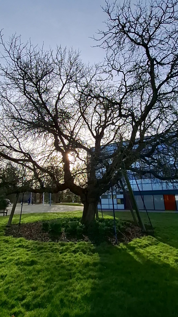 photo de l'arbre