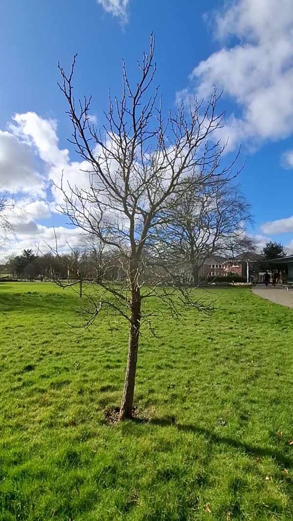 photo de l'arbre