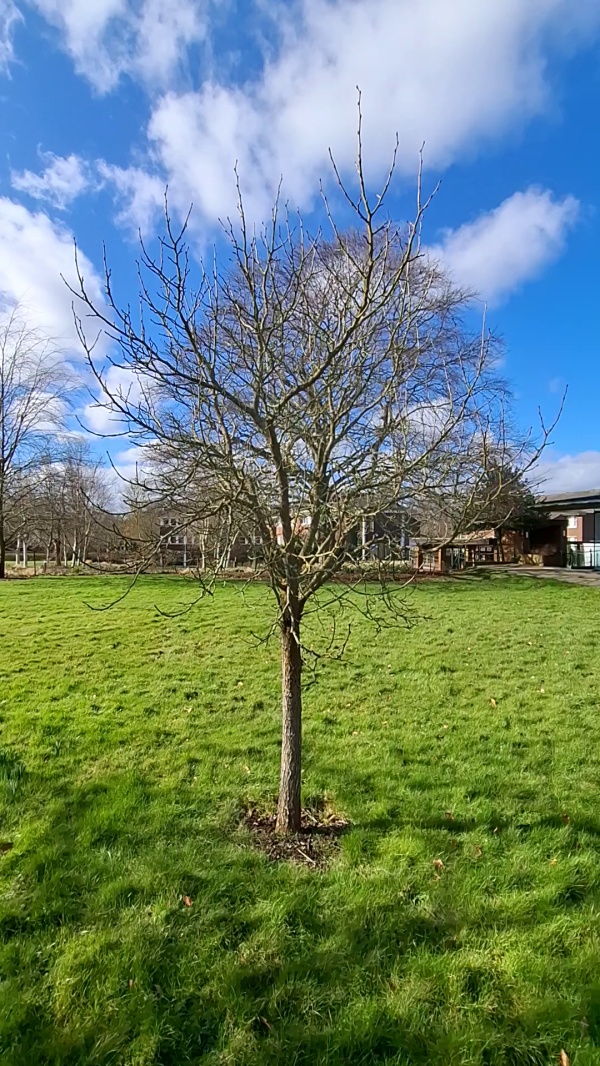 photo de l'arbre