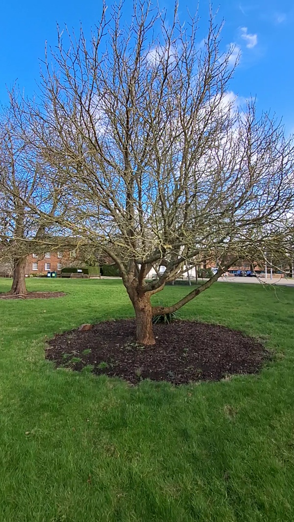 photo de l'arbre