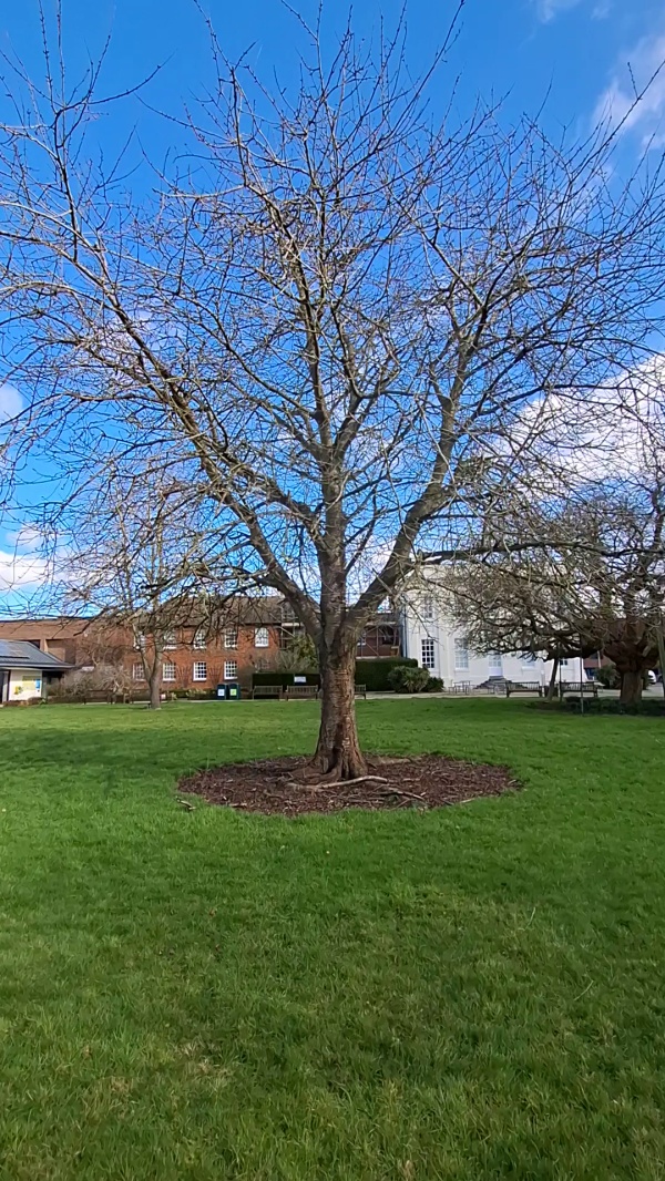 photo de l'arbre