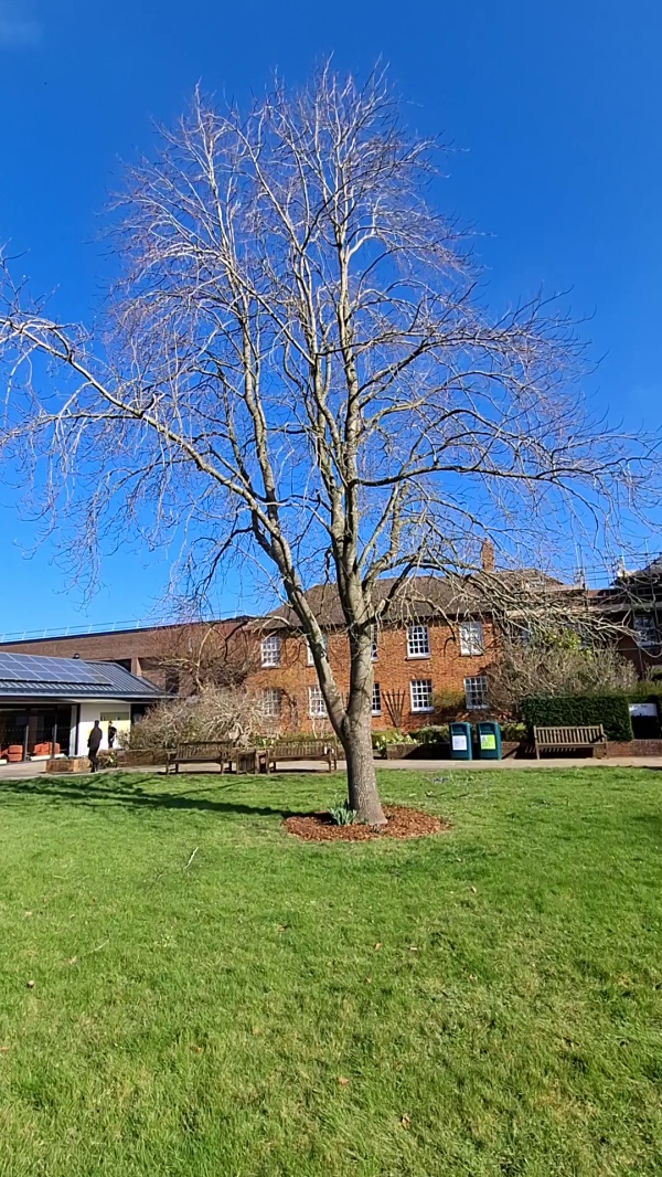 photo de l'arbre