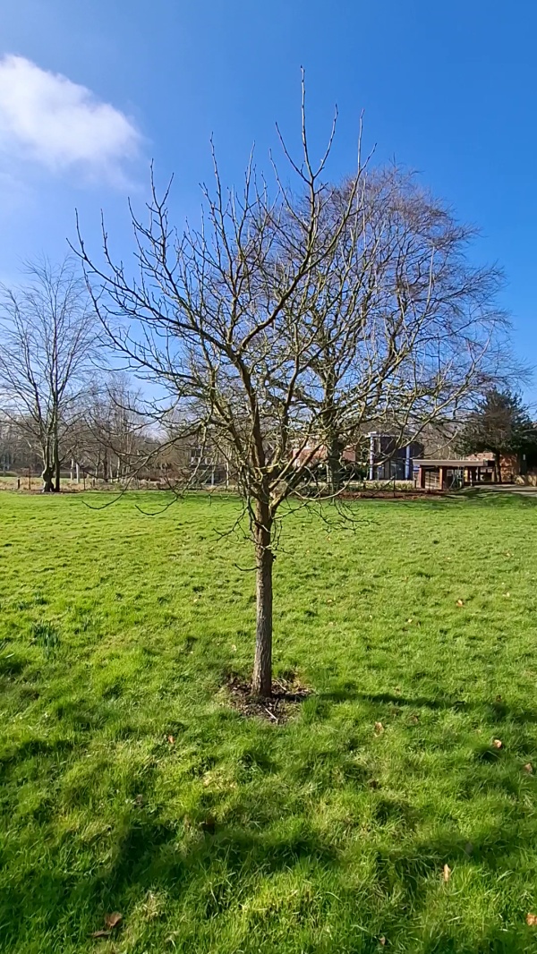 photo de l'arbre