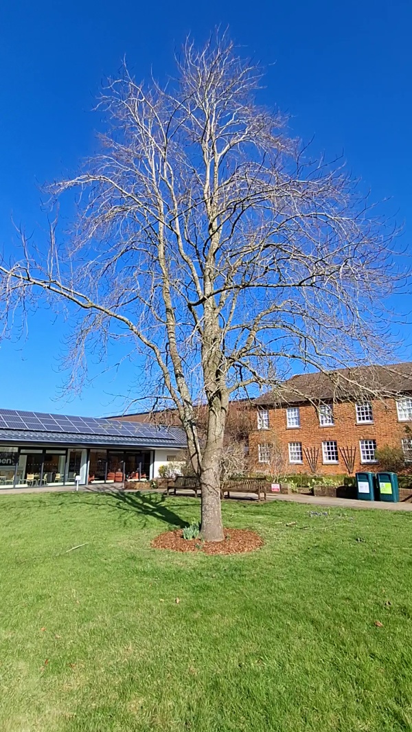 photo de l'arbre