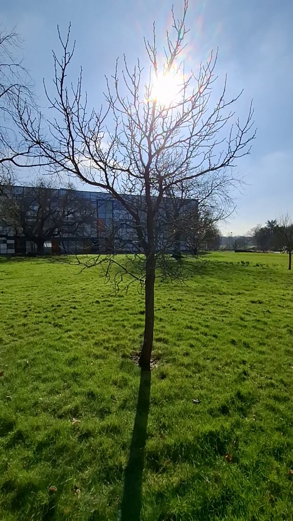 photo de l'arbre