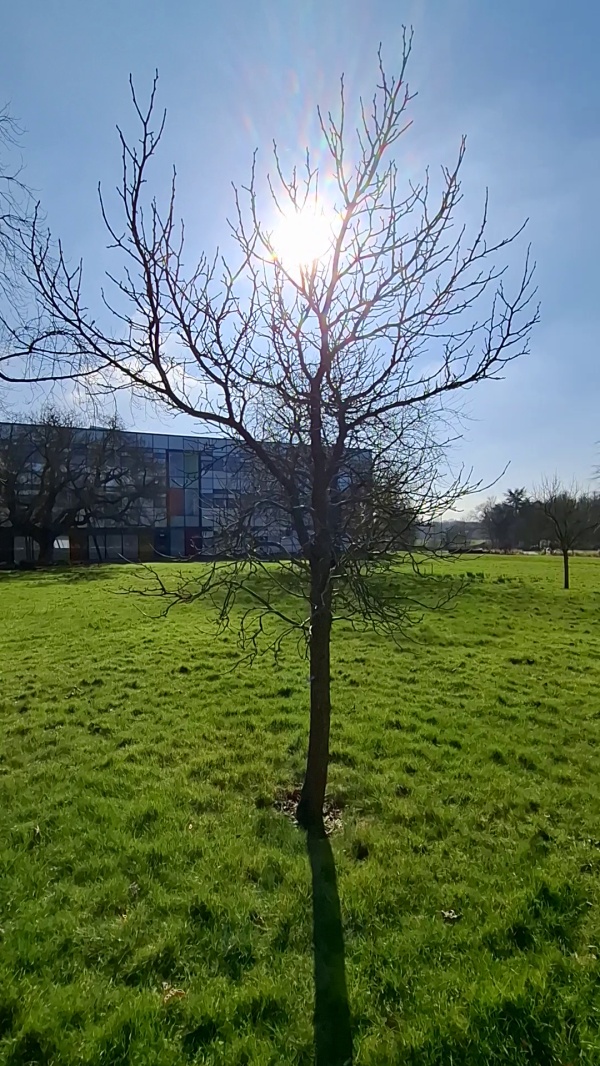 photo de l'arbre