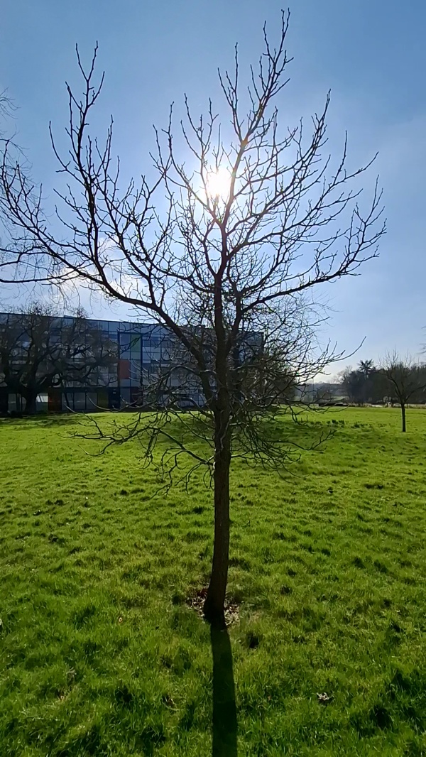 photo de l'arbre