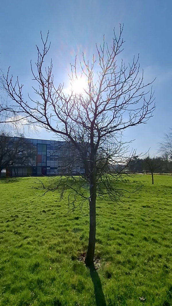 photo de l'arbre