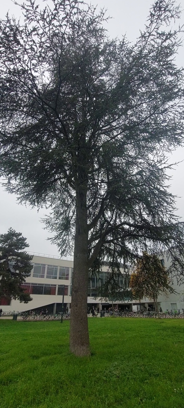 photo de l'arbre