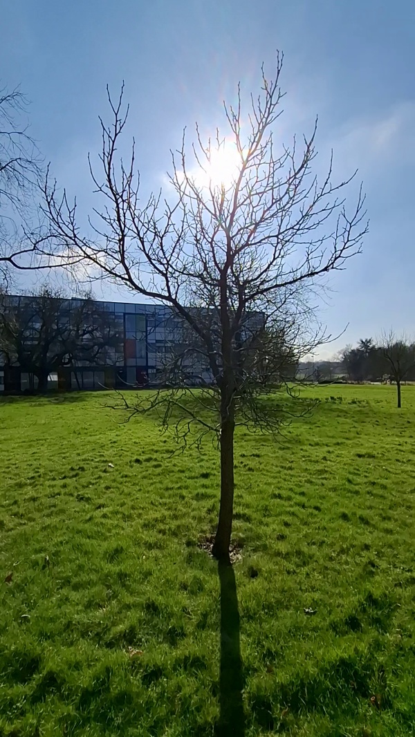 photo de l'arbre