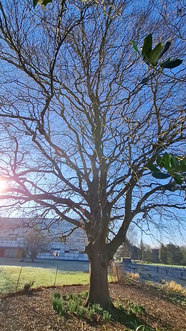 photo de l'arbre