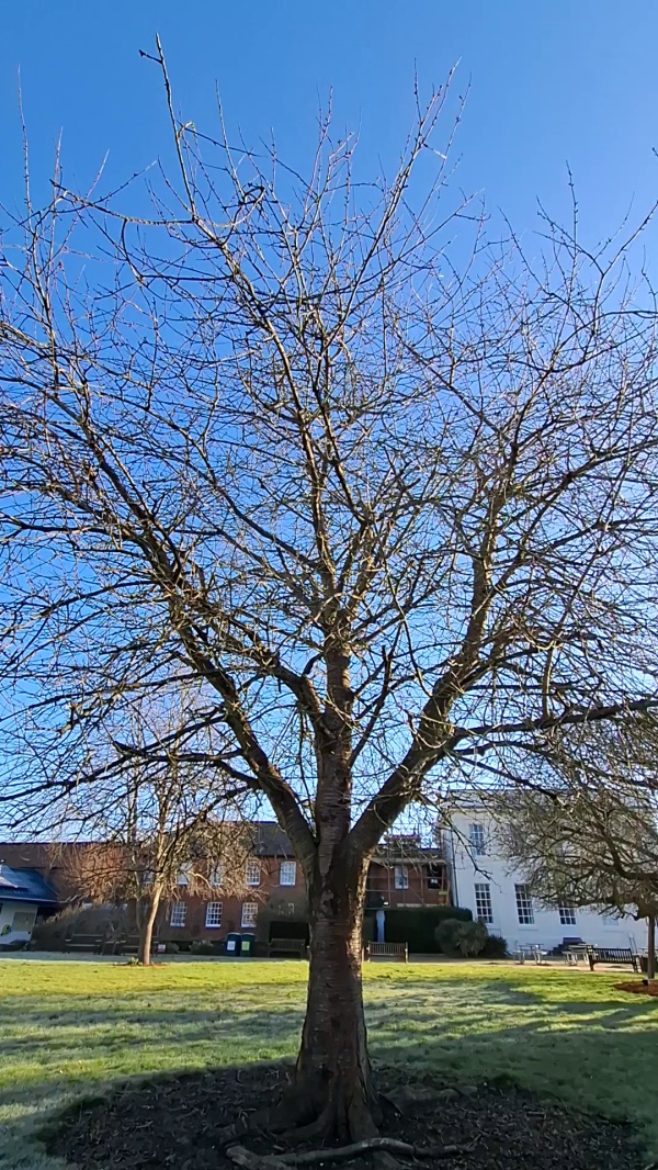 photo de l'arbre