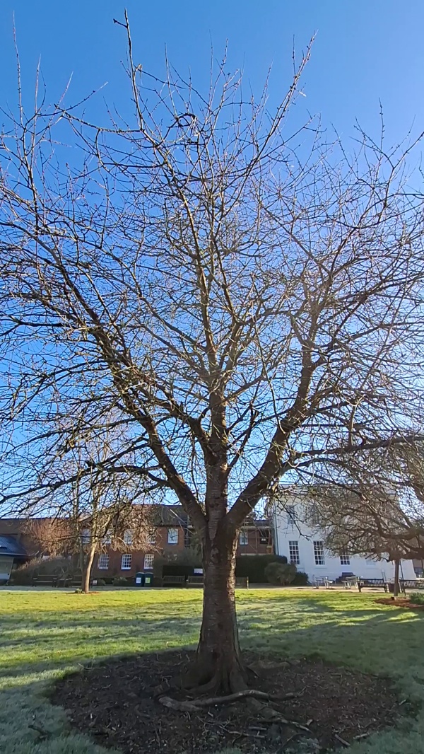 photo de l'arbre