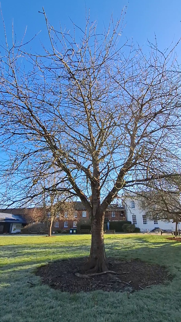 photo de l'arbre