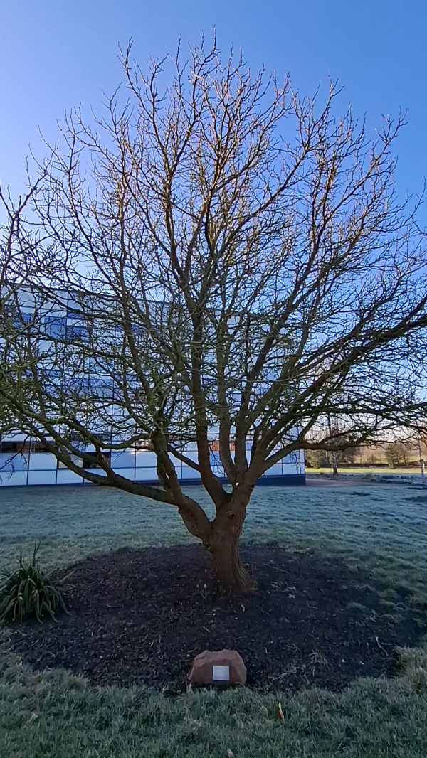 photo de l'arbre