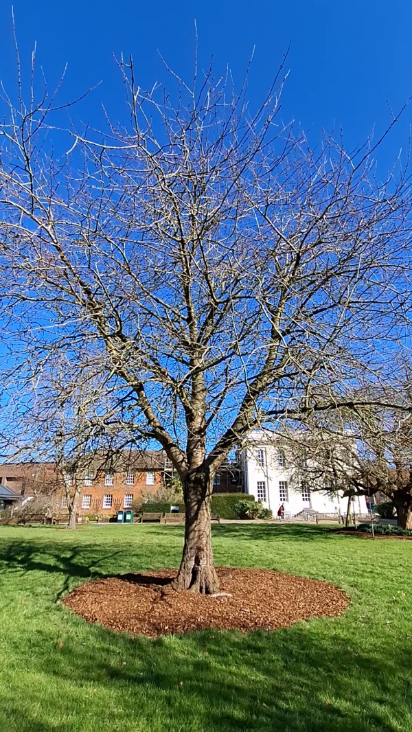 photo de l'arbre