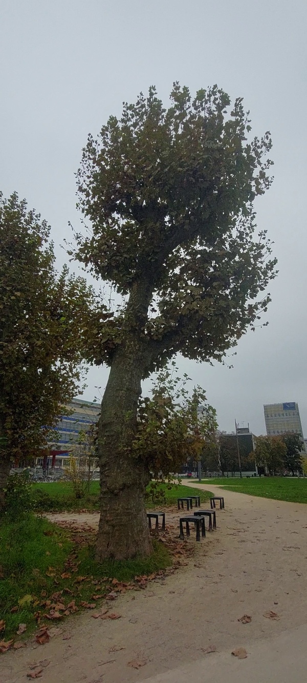 photo de l'arbre