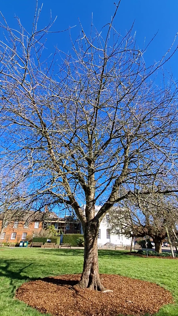 photo de l'arbre