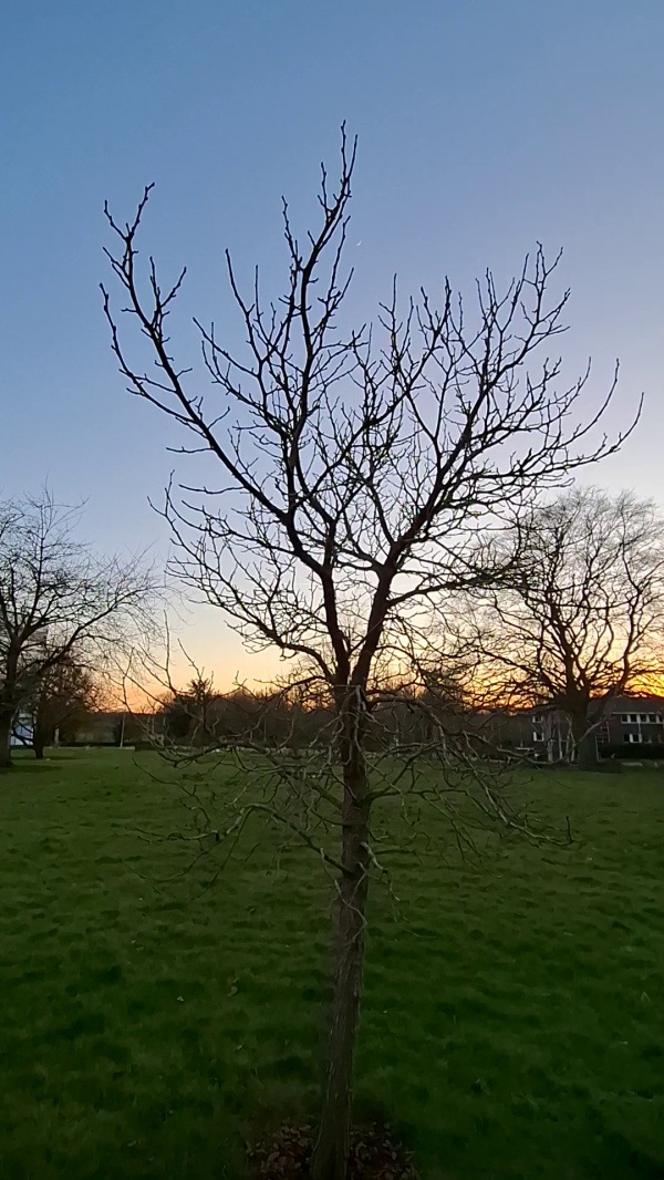 photo de l'arbre