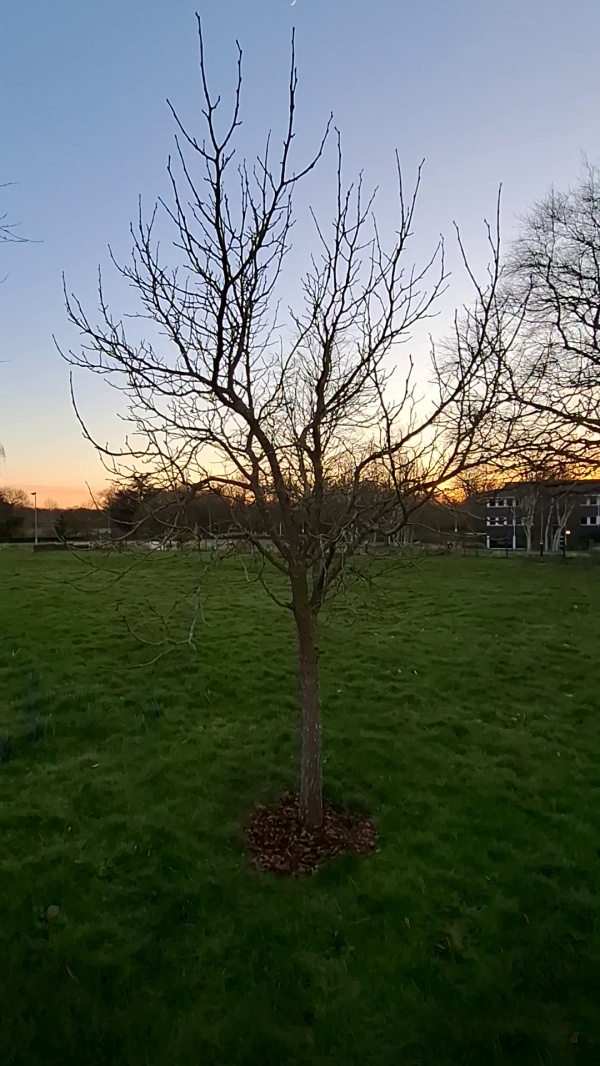 photo de l'arbre