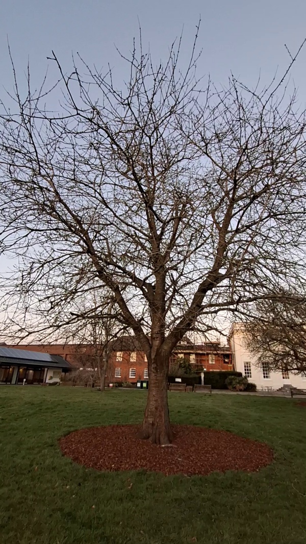 photo de l'arbre