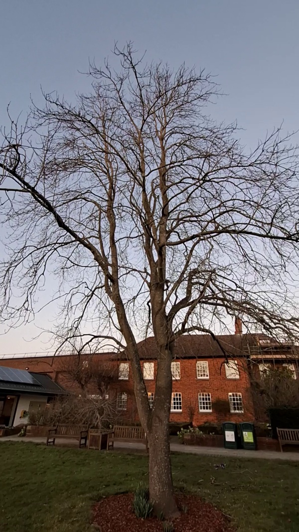 photo de l'arbre