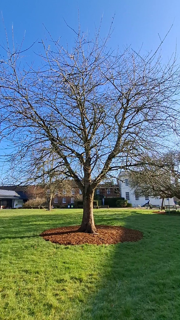 photo de l'arbre