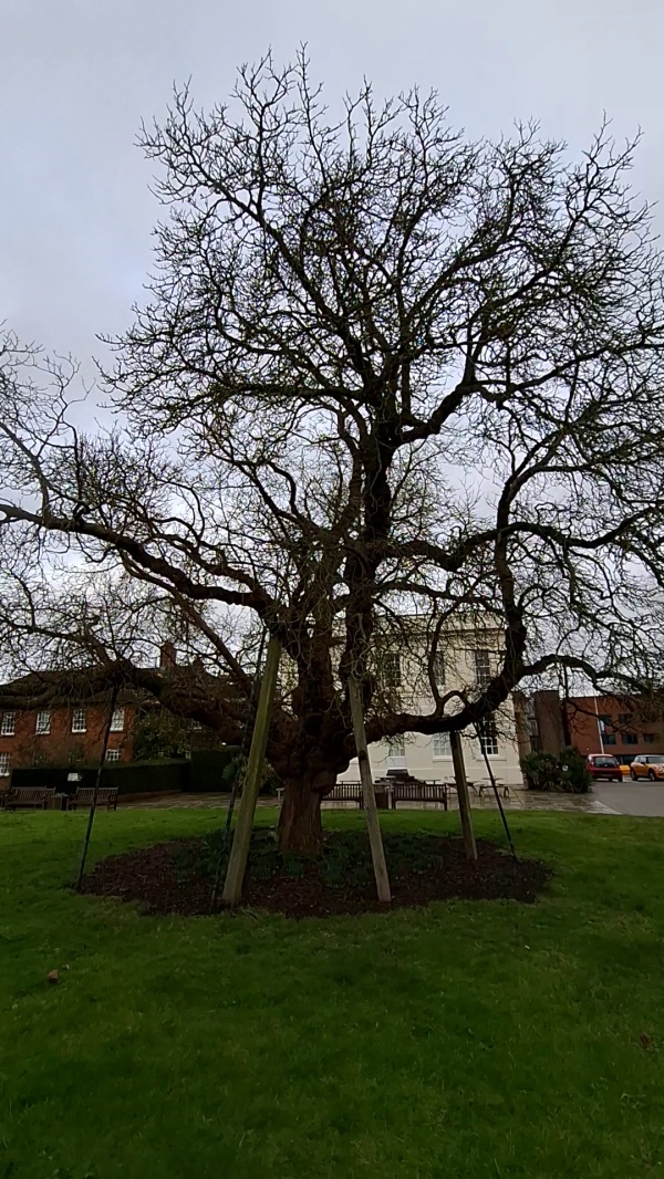 photo de l'arbre