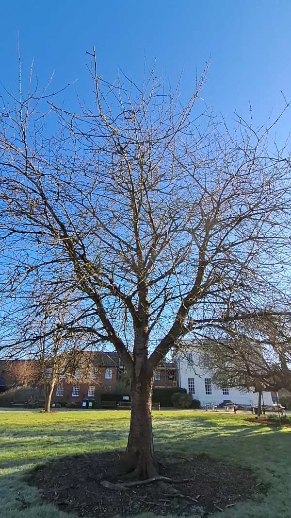 photo de l'arbre