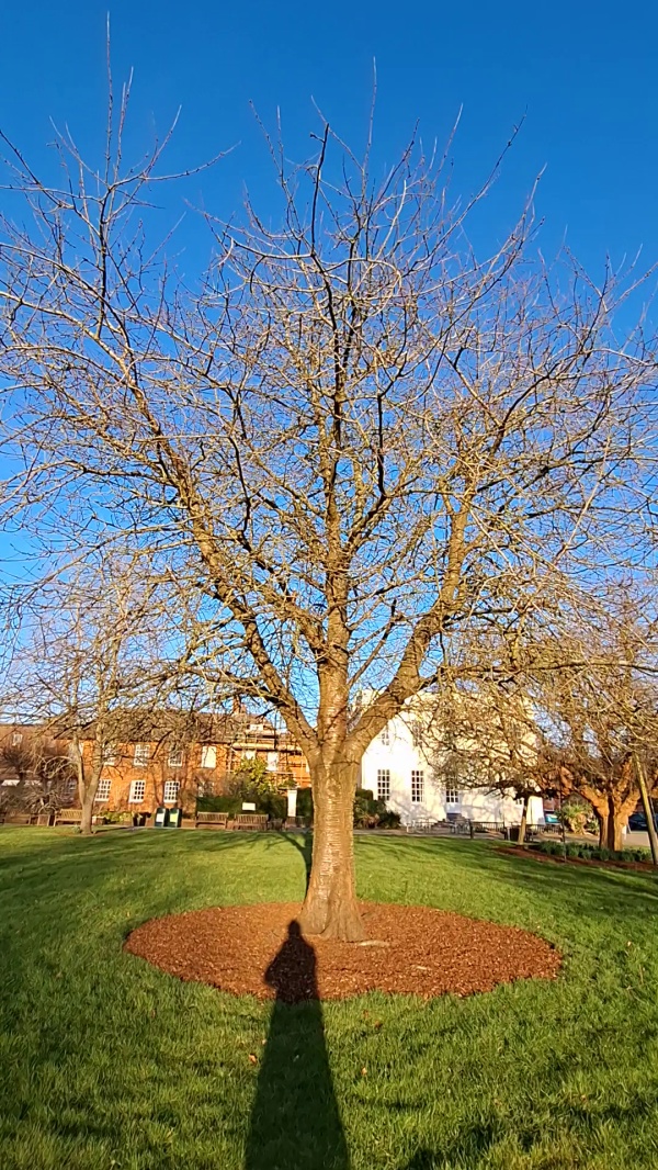 photo de l'arbre