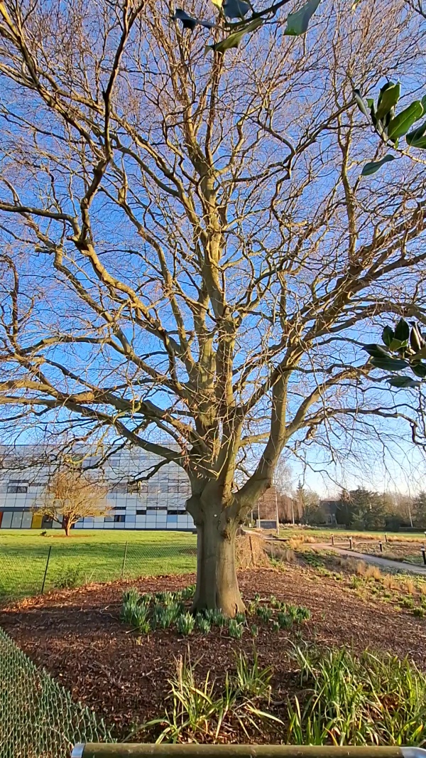 photo de l'arbre