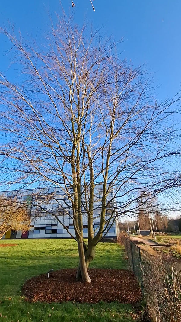 photo de l'arbre