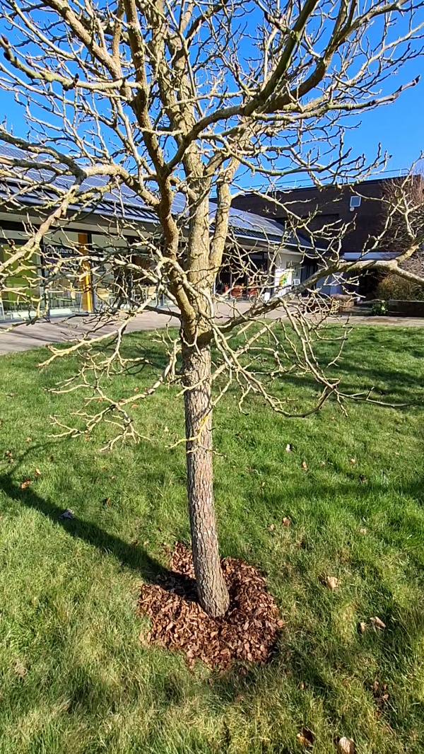 photo de l'arbre