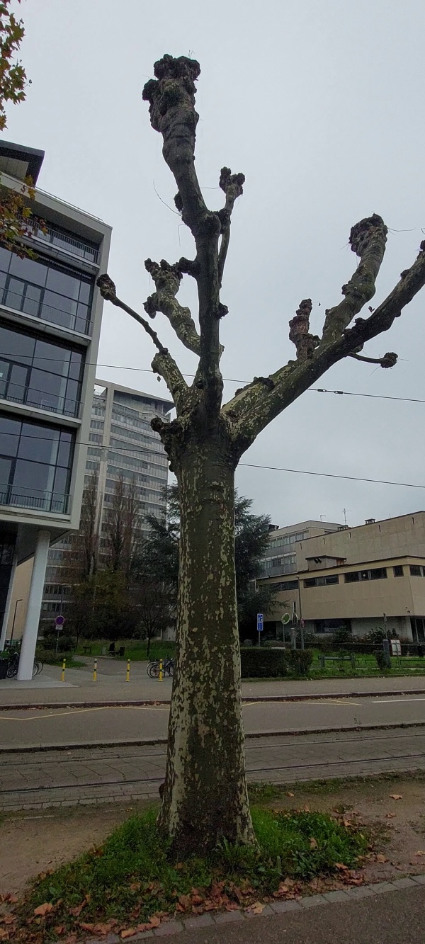 photo de l'arbre