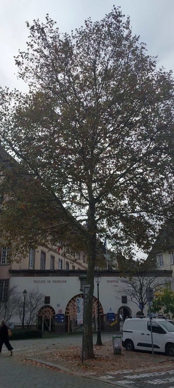 photo de l'arbre