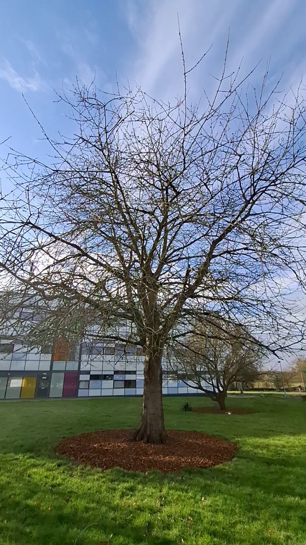 photo de l'arbre