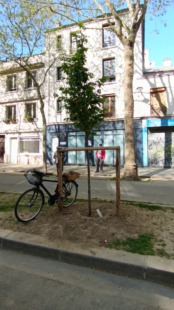 photo de l'arbre
