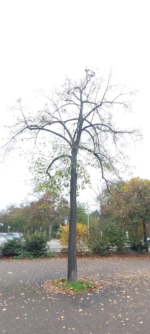 photo de l'arbre