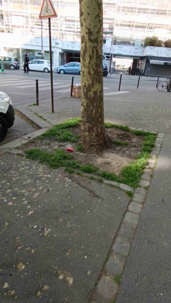 photo de l'arbre