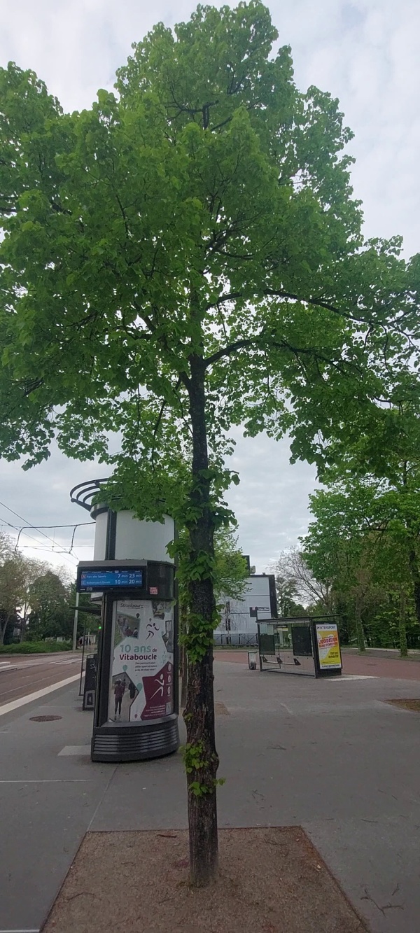 photo de l'arbre