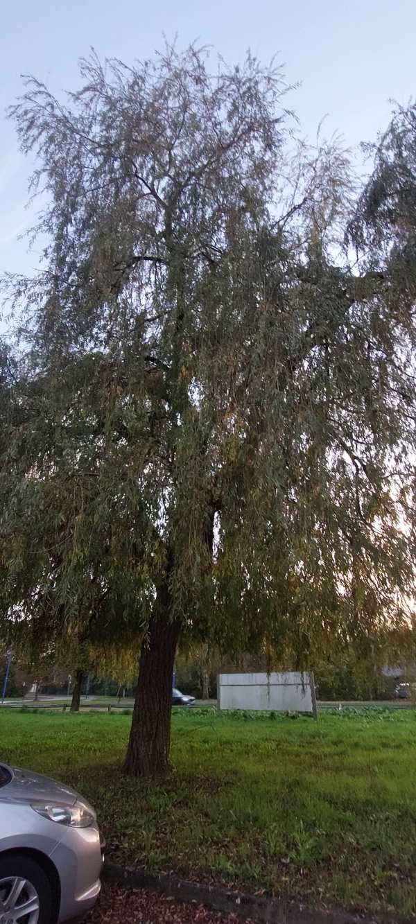 photo de l'arbre